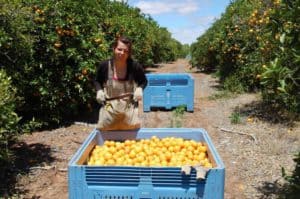 Fruitpicking Australien