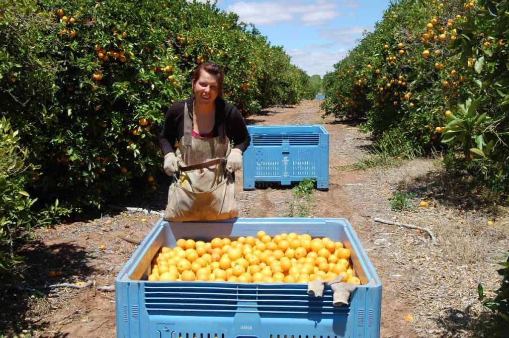 Farmarbeit Australien