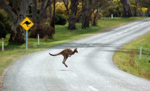 Wir helfen dir einen Freiwilligenjob in Australien zu finden.