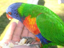 Australische Papageien