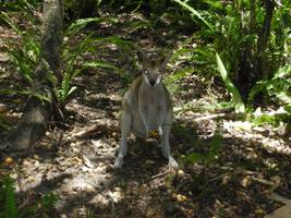 Bribie Island