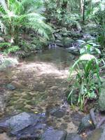 Daintree National Park