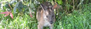 Lamington National Park