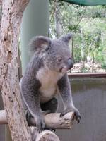 Lone Pine Koala Sanctuary