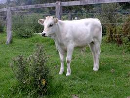 WWOOF in Australien