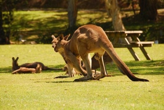 Farmarbeit Australien