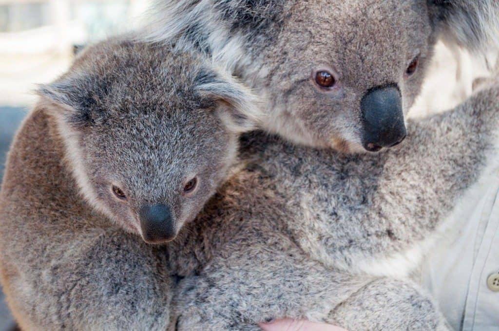 Bildung in Australien