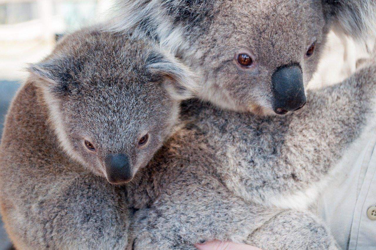 Freiwilligenarbeit Australien