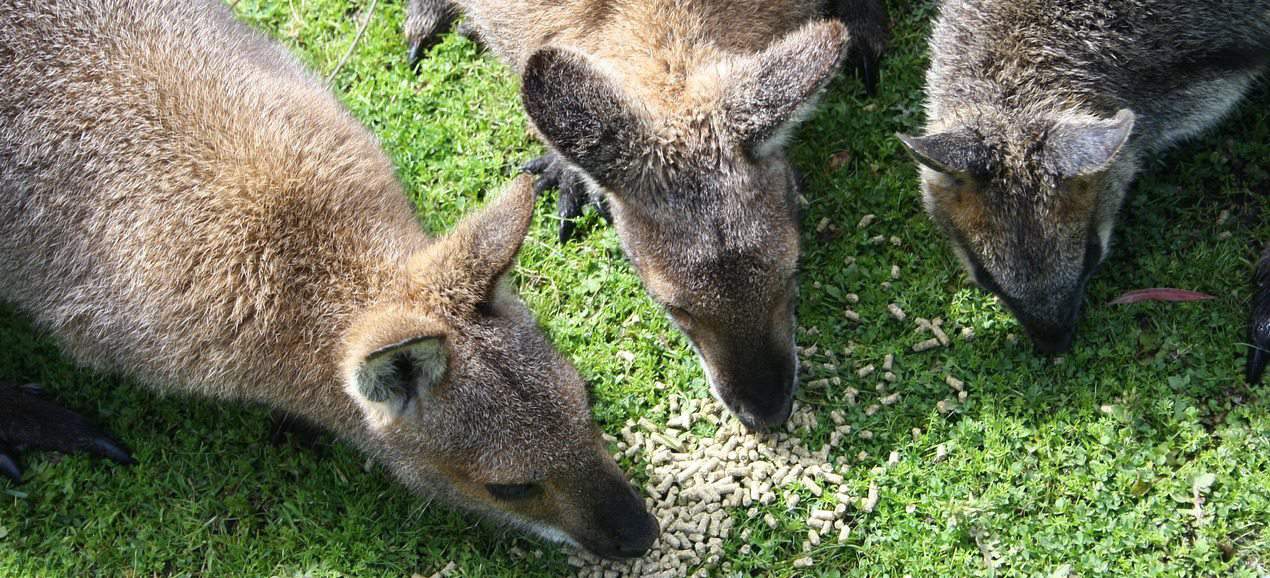 Australia Zoo