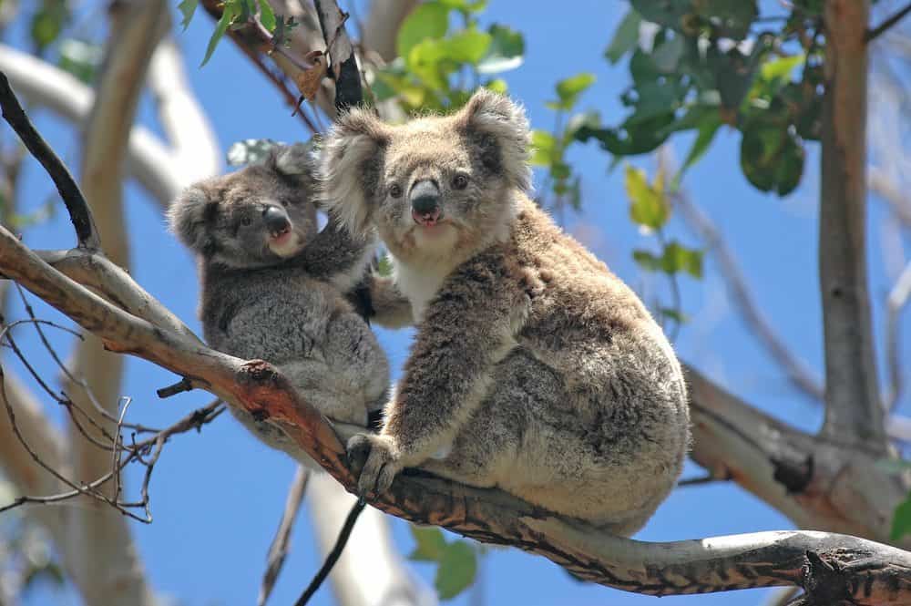 Australien Tiere