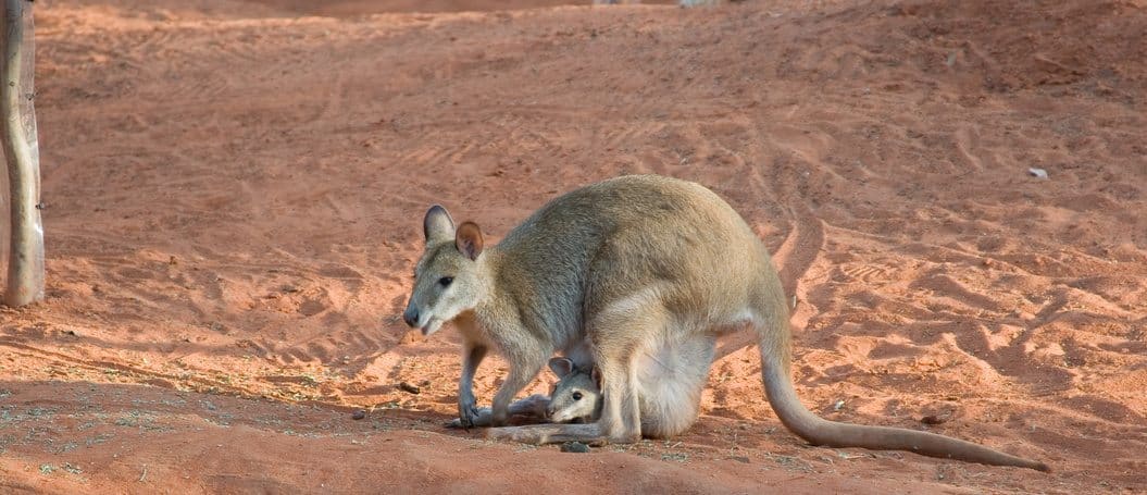 Gastfamilie Australien