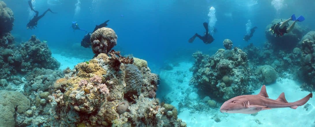 Meeresbiologie Ausbildung an der Gold Coast