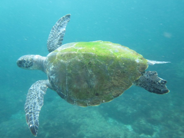 Marine Studies an der Palm Beach Currumbin High School 