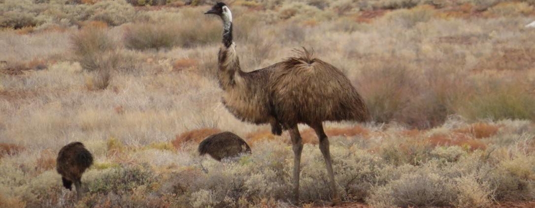 Flinders Ranges