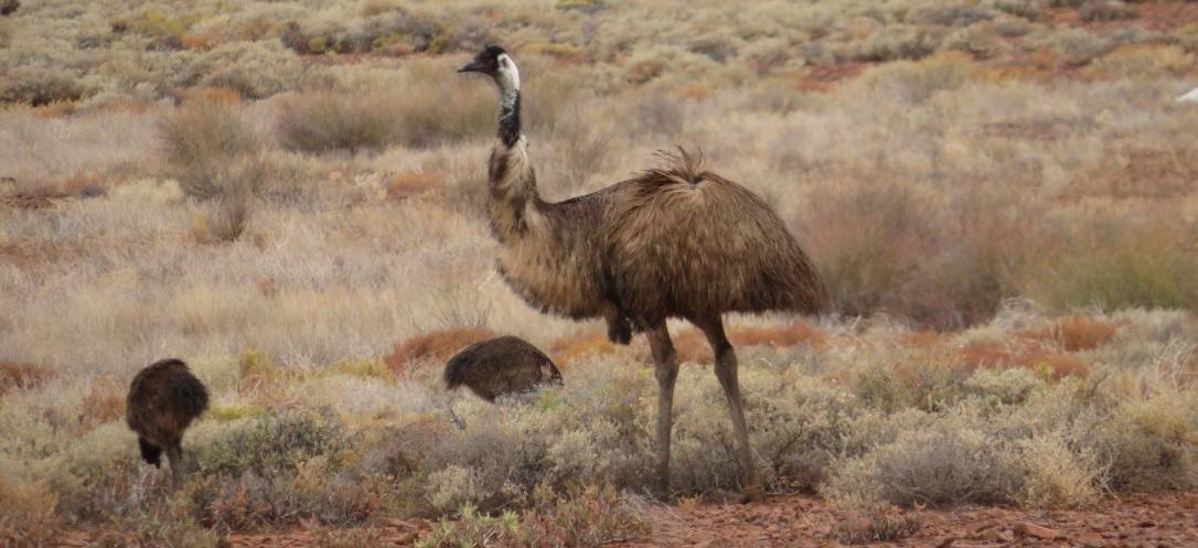 Über Australien