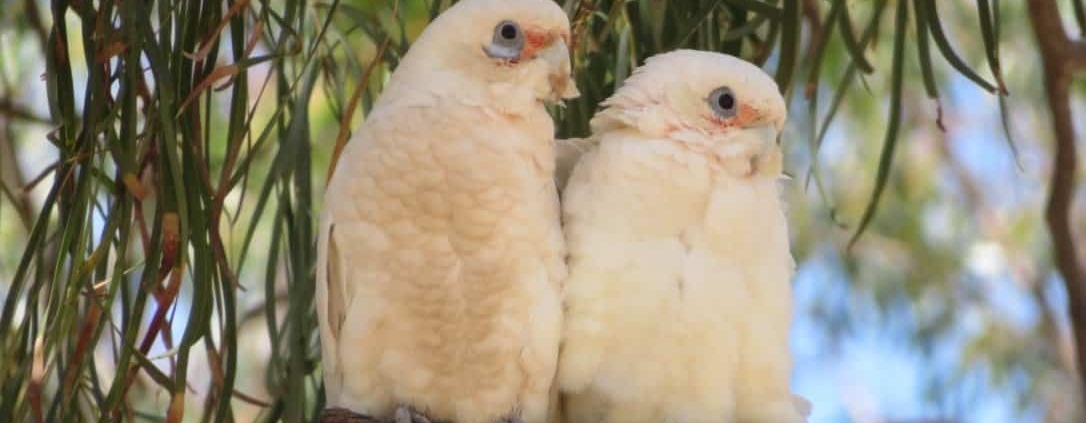 Corellas am Murray River, Südaustralien